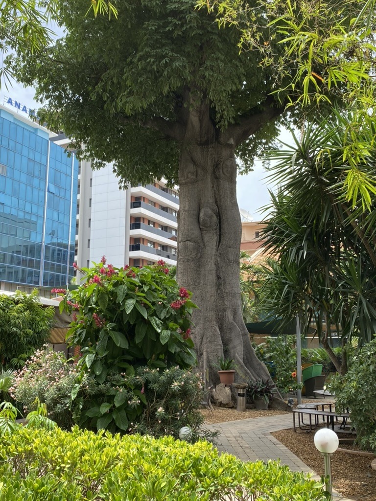 Vous vous demandez que faire à Dakar en une semaine ? Visitez le Plateau et déjeuner à l'Institut français.