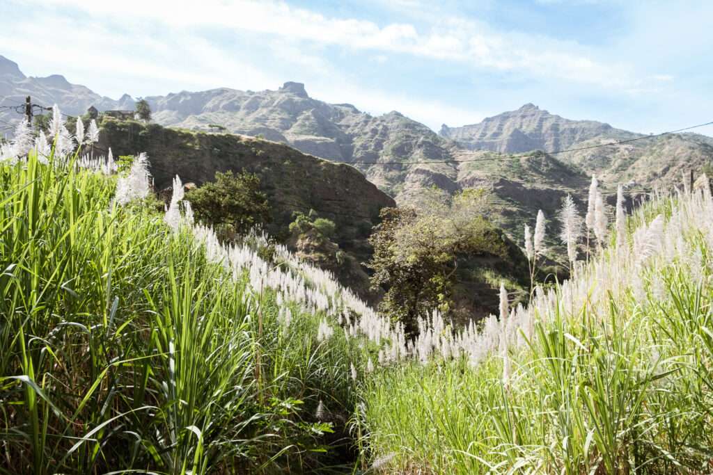 Randonnée au milieu des champs de cannes à sucre à Santo Antão, pendant nos 2 semaines au Cap-Vert