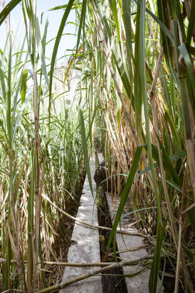 Les levadas au milieu des champs de cannes à sucre - Santo Antão