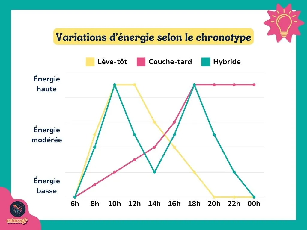Graphique illustrant les variations d’énergie selon le chronotype : lève-tôt, couche-tard et hybride. Chaque profil a des pics et des baisses d’énergie à différents moments de la journée.